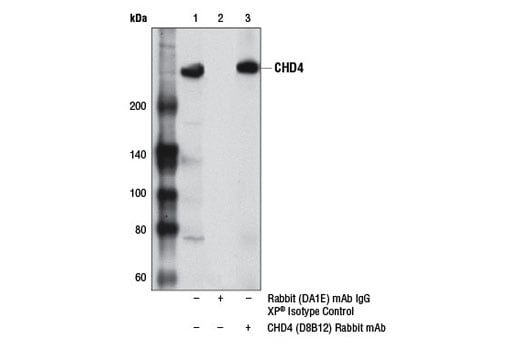Immunoprecipitation Image 1: CHD4 (D8B12) Rabbit Monoclonal Antibody
