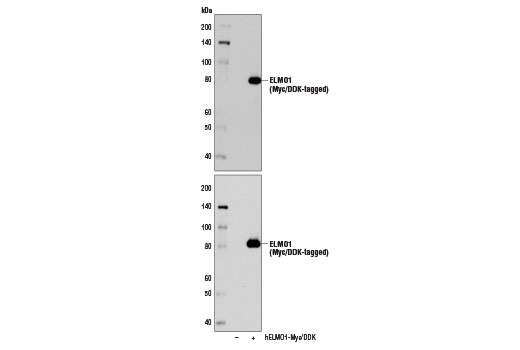 Western Blotting Image 2: ELMO1 (D4K2E) Rabbit Monoclonal Antibody