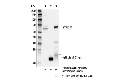 Immunoprecipitation Image 1: YTHDF1 (E9P6V) Rabbit Monoclonal Antibody