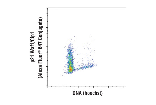 p21 Waf1/Cip1 (12D1) Rabbit mAb (Alexa Fluor® 647 Conjugate p21 Waf1/Cip1 (12D1) Rabbit mAb (Alexa Fluor® 647 Conjugate