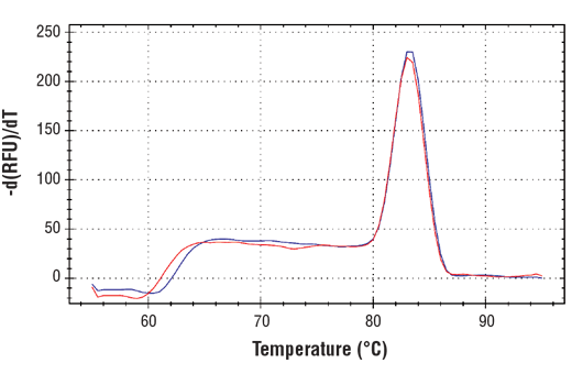 undefined Image 2: SimpleChIP<sup>®</sup> Human CXXC1 Exon 1 Primers