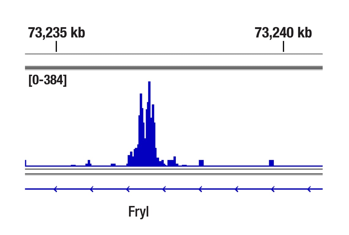 CUT & Tag Image 1: TCF1/TCF7 (E6O1K) Rabbit Monoclonal Antibody