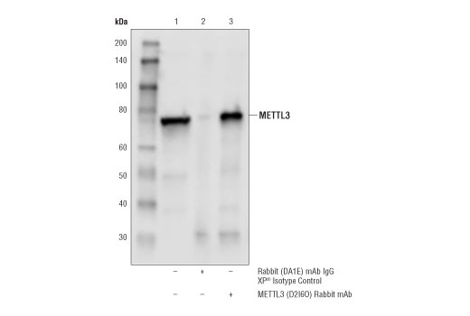 Immunoprecipitation Image 1: METTL3 (D2I6O) Rabbit Monoclonal Antibody
