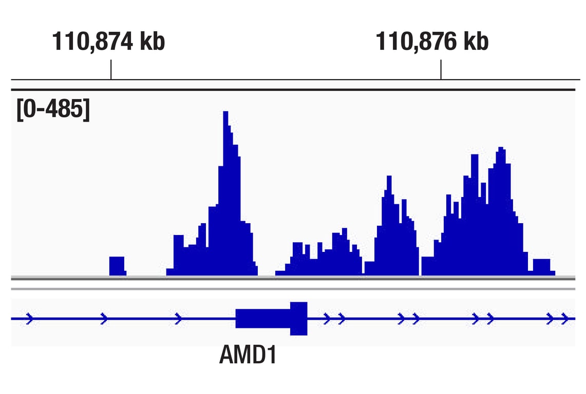 CUT & Tag Image 1: DOT1L (D1W4Z) Rabbit Monoclonal Antibody
