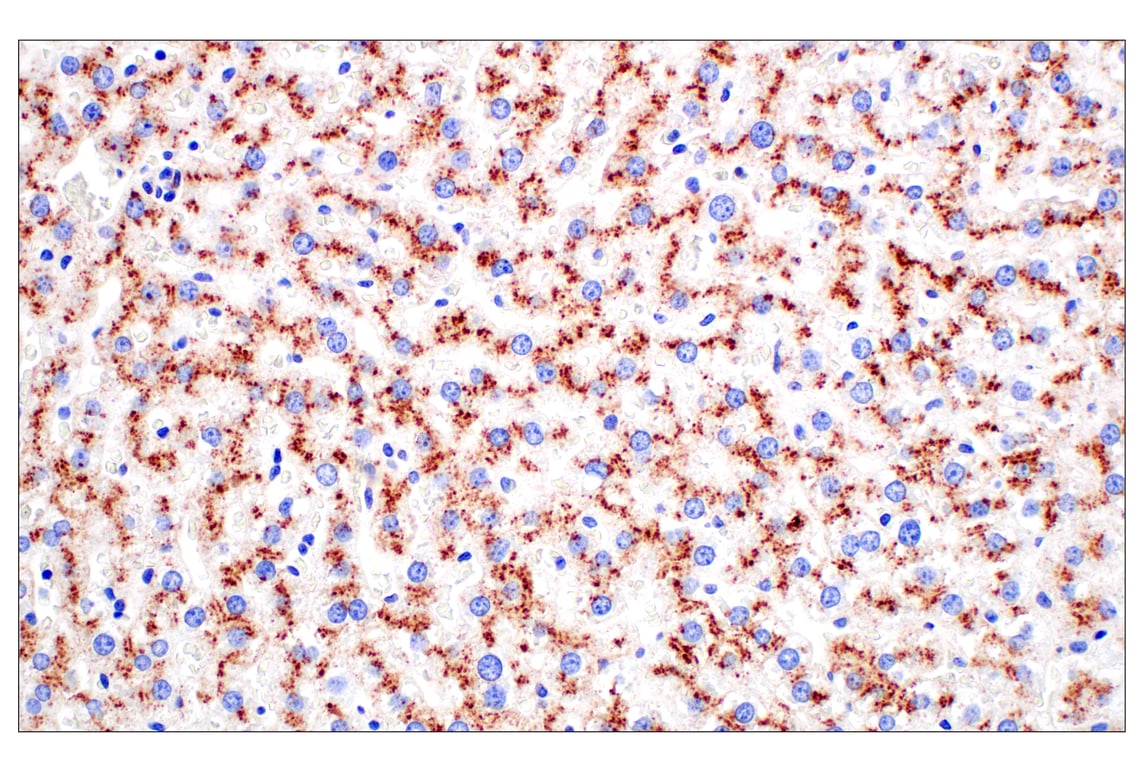 Immunohistochemistry Image 10: NPC1 (E7S4N) Rabbit Monoclonal Antibody
