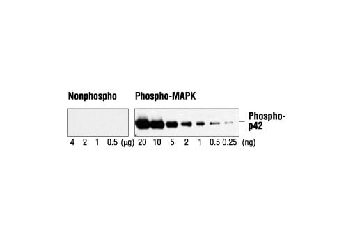 Western Blotting Image 2: Phospho-p44/42 MAPK (Erk1/2) (Thr202/Tyr204) Antibody