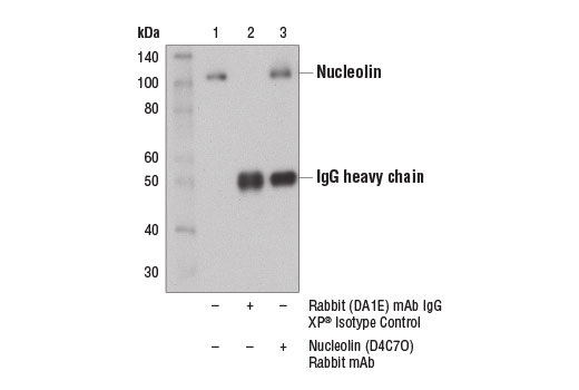 Immunoprecipitation Image 1: Nucleolin (D4C7O) Rabbit Monoclonal Antibody
