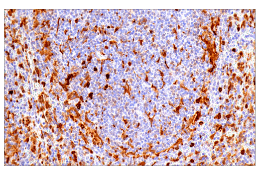 Immunohistochemistry Image 3: Galectin-3/LGALS3 (E7B6R) Rabbit Monoclonal Antibody (BSA and Azide Free)