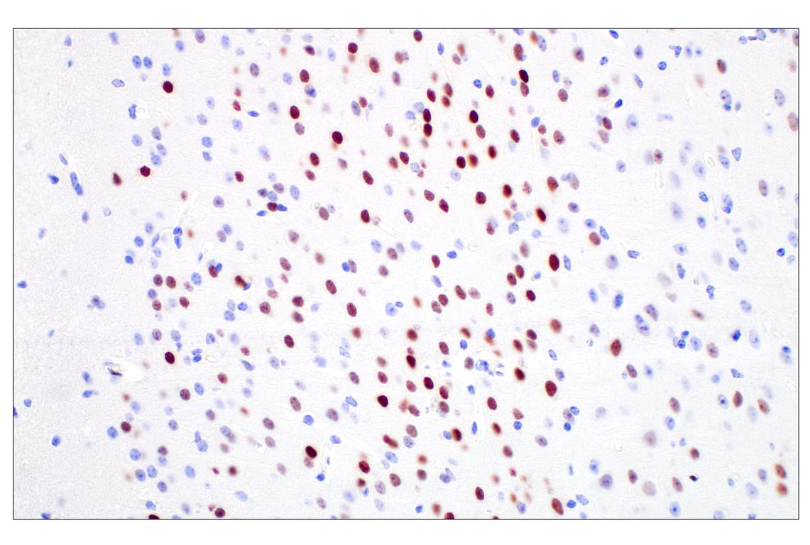 Immunohistochemistry Image 9: c-Fos (E2I7R) Rabbit Monoclonal Antibody