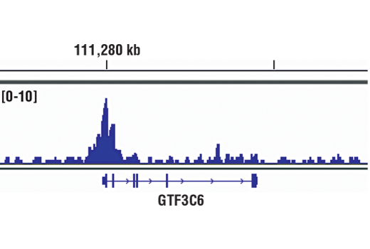 Chromatin Immunoprecipitation Image 1: Brd2 (D89B4) Rabbit Monoclonal Antibody