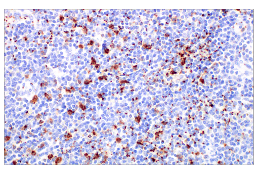 Immunohistochemistry Image 2: Glut3 (E7M7V) Rabbit Monoclonal Antibody