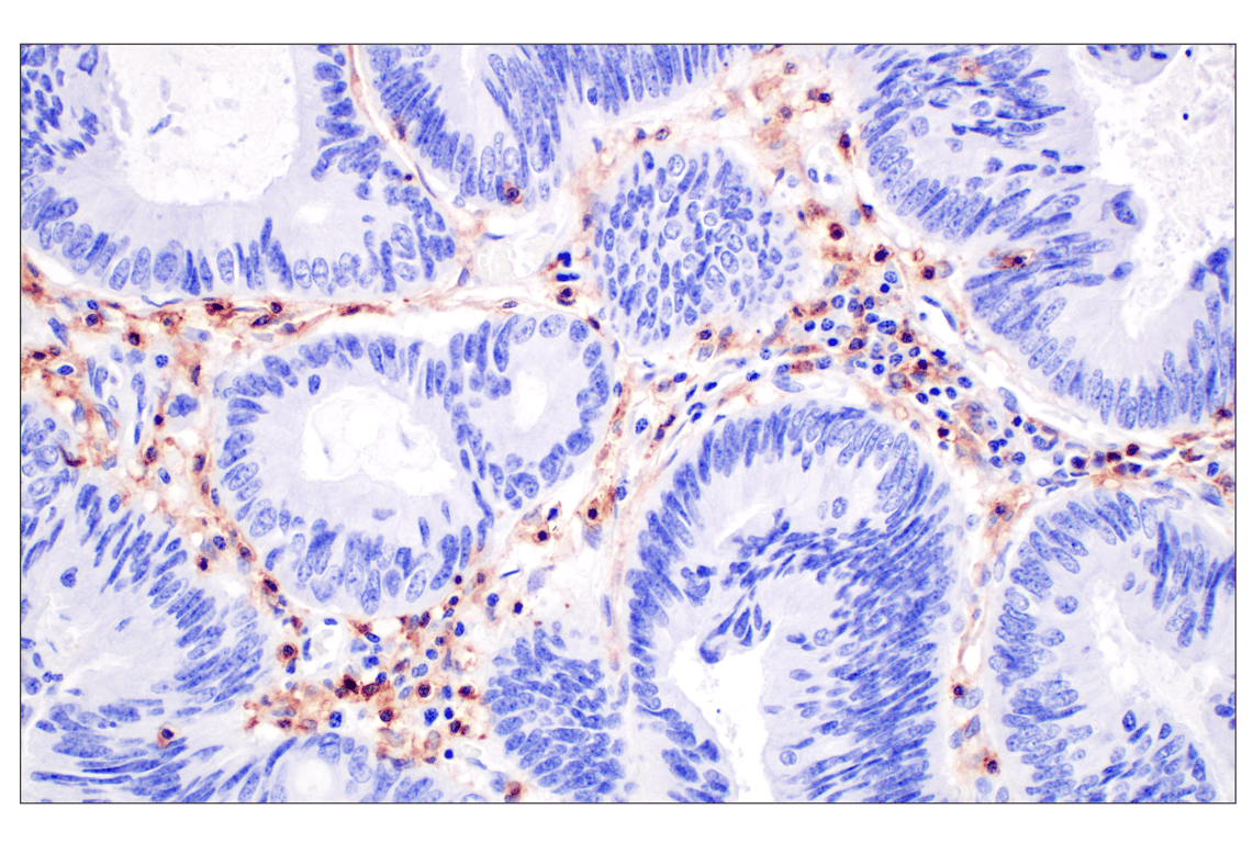 Immunohistochemistry Image 4: CD4 (MSVA-004R) Rabbit Monoclonal Antibody