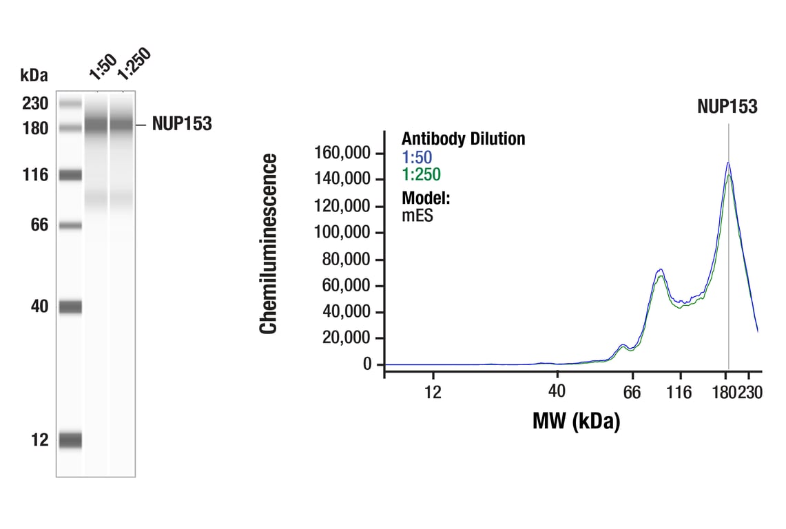 Western Blotting Image 1: NUP153 (E3N3Y) Rabbit Monoclonal Antibody