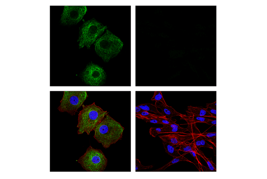 Immunofluorescence Image 1: MAP7 Antibody