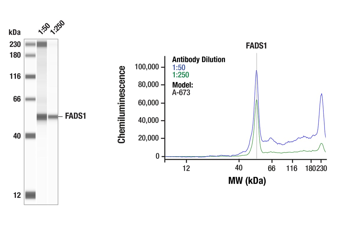 Western Blotting Image 1: FADS1 (F1D2A) Rabbit Monoclonal Antibody