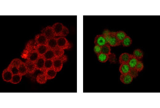 Immunofluorescence Image 1: EGR1 (44D5) Rabbit Monoclonal Antibody (BSA and Azide Free)