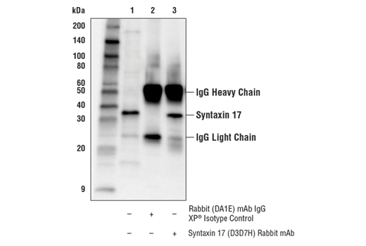 Immunoprecipitation Image 1: Syntaxin 17 (D3D7H) Rabbit Monoclonal Antibody