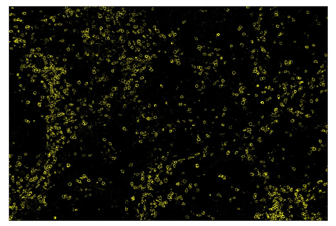 Immunohistochemistry Image 3: CD3ε (D7A6E<sup>™</sup>) & CO-0001-647 SignalStar<sup>™</sup> Oligo-Antibody Pair