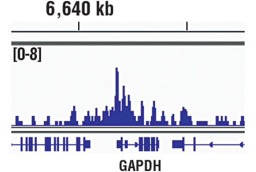undefined Image 30: SET1/COMPASS Antibody Sampler Kit