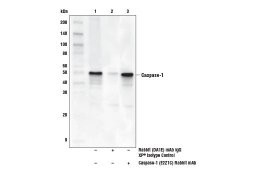 Immunoprecipitation Image 1: Caspase-1 (E2Z1C) Rabbit Monoclonal Antibody