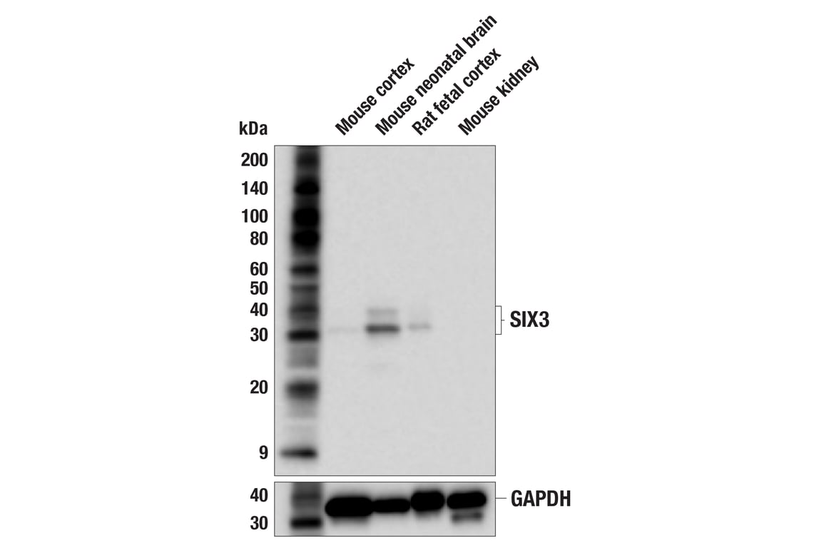 Western Blotting Image 2: SIX3 (F1I1S) Rabbit Monoclonal Antibody