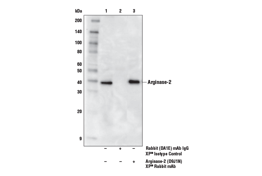 Immunoprecipitation Image 1: Arginase-2 (D9J1N) Rabbit Monoclonal Antibody