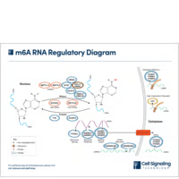 m6A RNA Regulatory Diagram