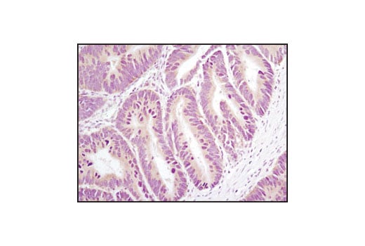 Immunohistochemistry Image 1: Axin1 (C95H11) Rabbit Monoclonal Antibody (BSA and Azide Free)