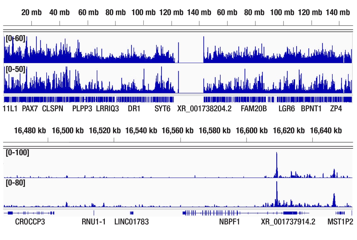undefined Image 5: PhosphoPlus<sup>®</sup> HDAC2 (Ser394) Antibody Duet