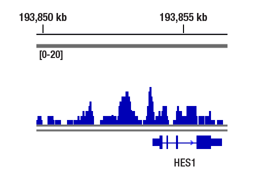 CUT & RUN Image 1: Ikaros (D6N9Y) Rabbit Monoclonal Antibody