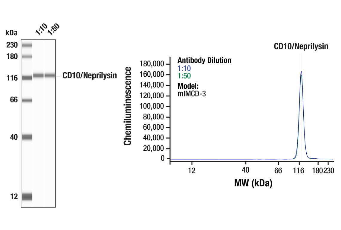 Western Blotting Image 1: CD10/Neprilysin (F4P6H) Rabbit Monoclonal Antibody