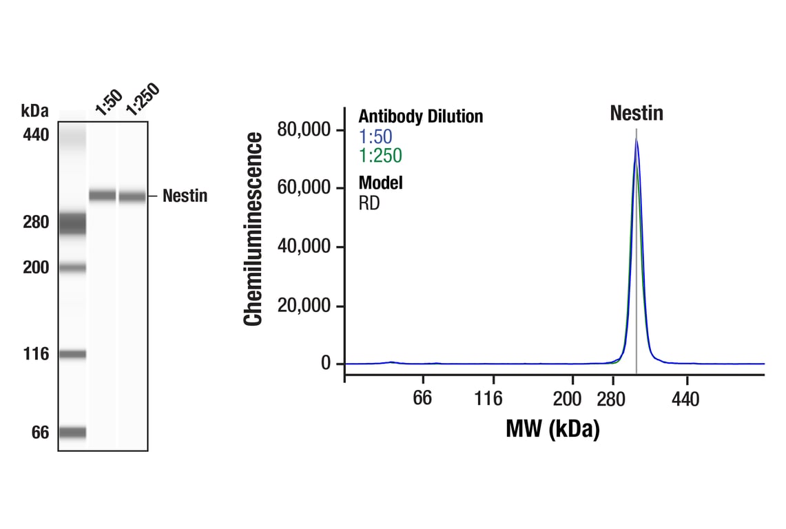 Nestin (E4O9E) XP® Rabbit mAb | Cell Signaling Technology