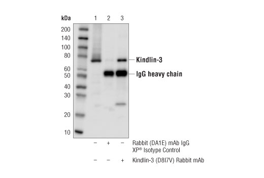 Immunoprecipitation Image 1: Kindlin-3 (D8I7V) Rabbit Monoclonal Antibody