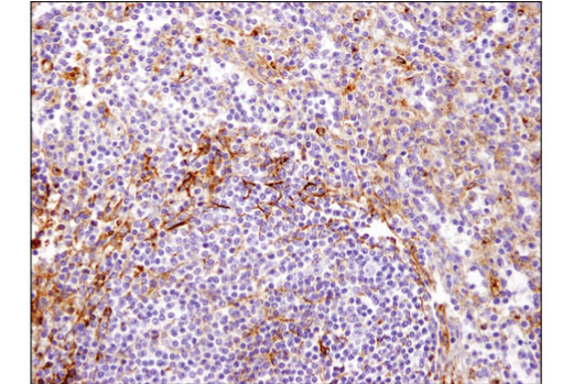 Immunohistochemistry Image 2: ApoE (pan) (D7I9N) Rabbit mAb (BSA and Azide Free)