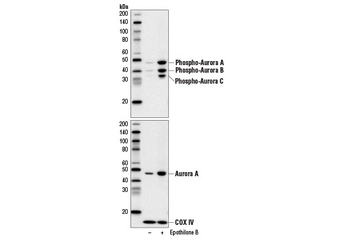 undefined Image 2: Epothilone B