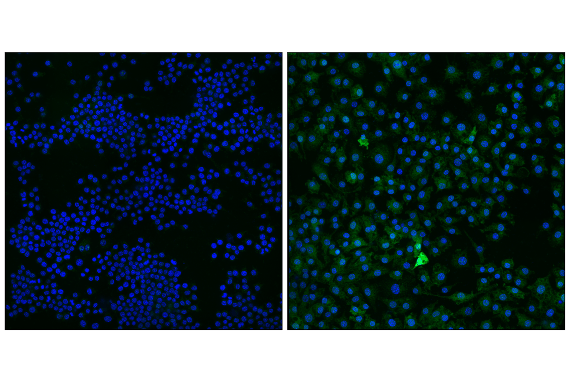Immunofluorescence Image 1: USP18 (E9K4X) Rabbit Monoclonal Antibody