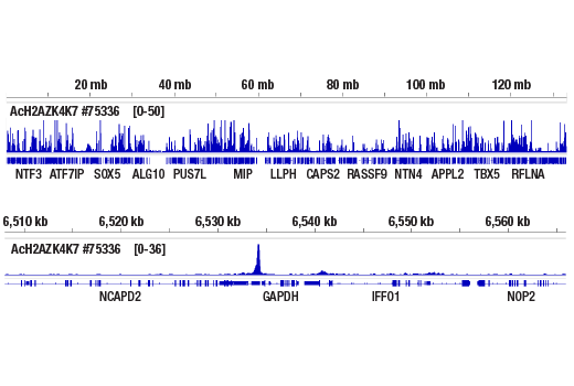 Chromatin Immunoprecipitation Image 2: Acetyl-Histone H2A.Z (Lys4/Lys7) (D3V1I) Rabbit Monoclonal Antibody