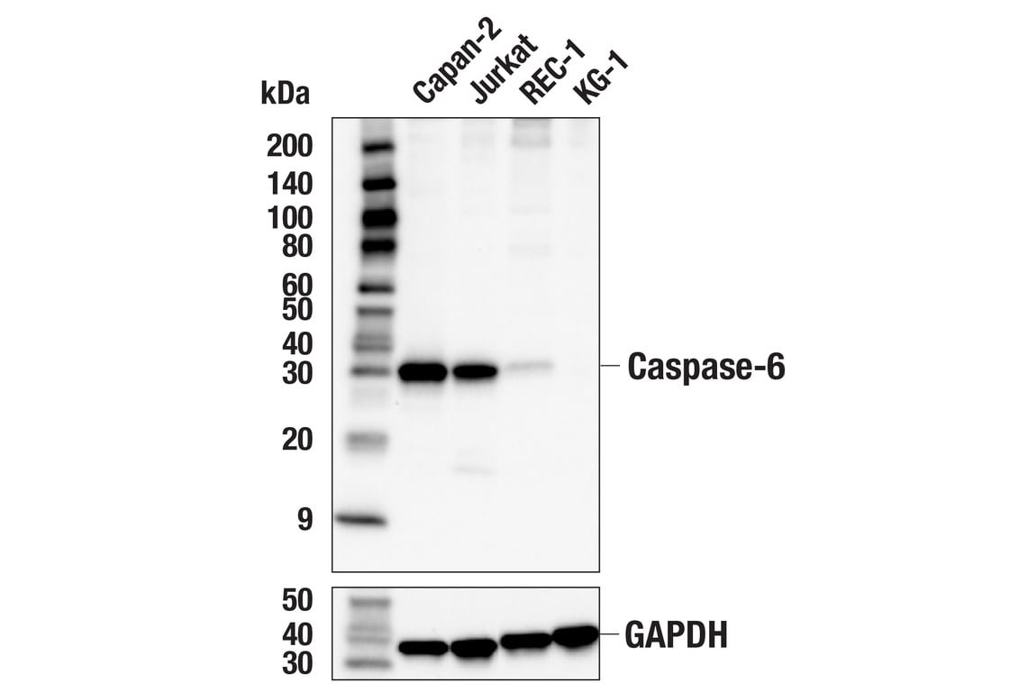 Western Blotting Image 2: Caspase-6 (E3S8G) Rabbit Monoclonal Antibody