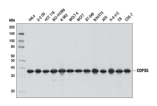 Western Blotting Image 1: COPS5 (D15G6) Rabbit mAb