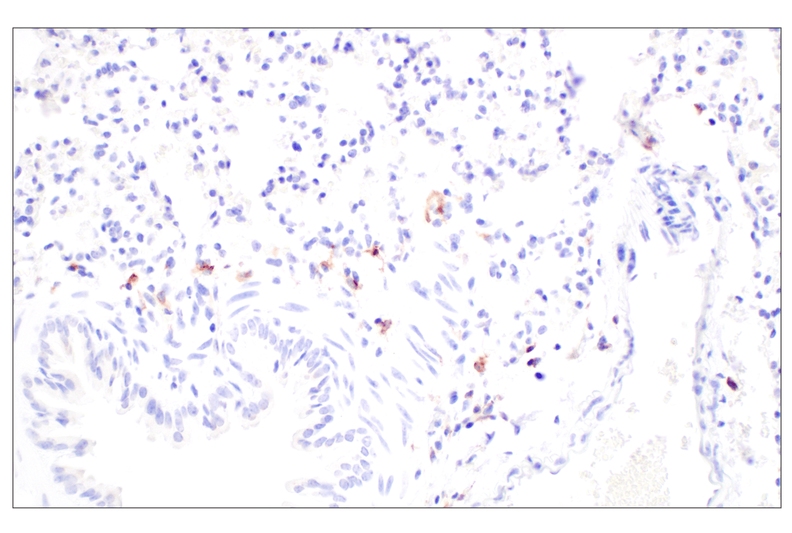 Immunohistochemistry Image 7: Siglec-1/CD169 (E1D7G) Rabbit Monoclonal Antibody (BSA and Azide Free)