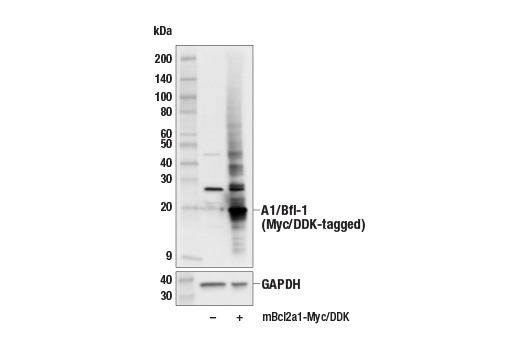 Western Blotting Image 3: A1/Bfl-1 (E4P2I) Rabbit Monoclonal Antibody