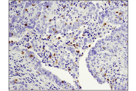 Immunohistochemistry Image 1: PD-1 (Intracellular Domain) (D4W2J) XP<sup>®</sup> Rabbit mAb (BSA and Azide Free)