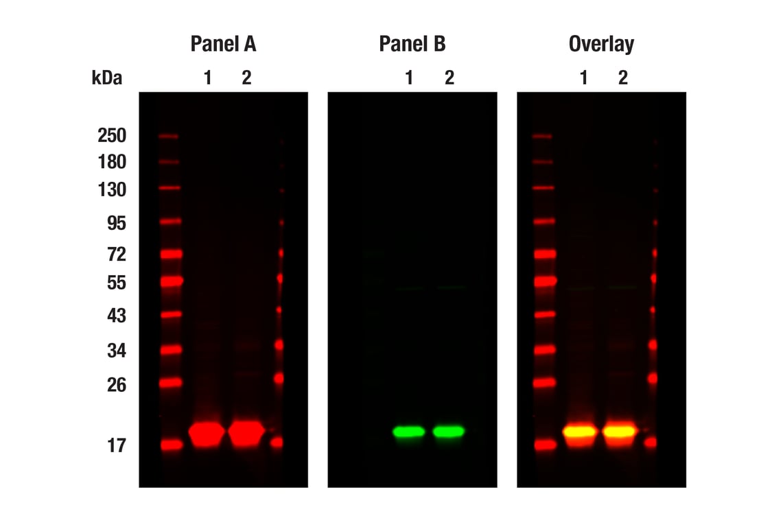 Western Blotting Image 1: Tri-Methyl-Histone H3 (Lys4) (C42D8) Rabbit Monoclonal Antibody