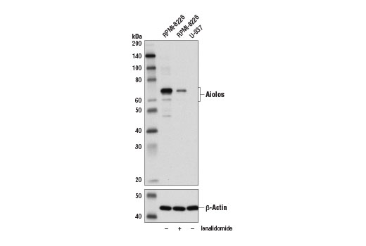 Western Blotting Image 1: Aiolos (D1C1E) Rabbit Monoclonal Antibody