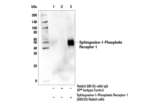 Immunoprecipitation Image 1: Sphingosine-1-Phosphate Receptor 1 (E8U3O) Rabbit Monoclonal Antibody