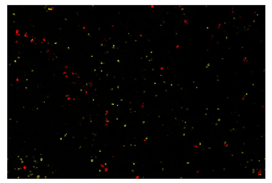 Immunohistochemistry Image 1: XCR1 (D2F8T) & CO-0015-488 SignalStar<sup>™</sup> Oligo-Antibody Pair