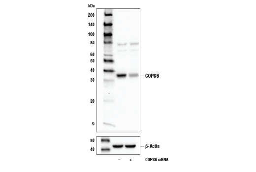 Western Blotting Image 1: COPS6 Antibody