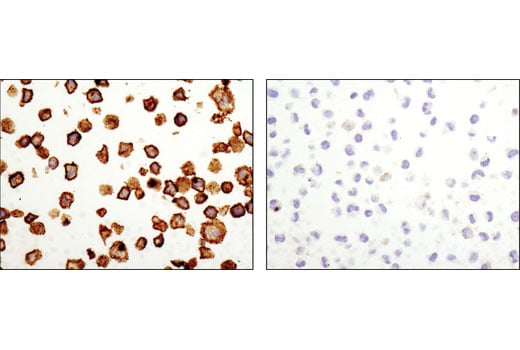 Immunohistochemistry Image 1: CD9 (D3H4P) Rabbit Monoclonal Antibody (BSA and Azide Free)