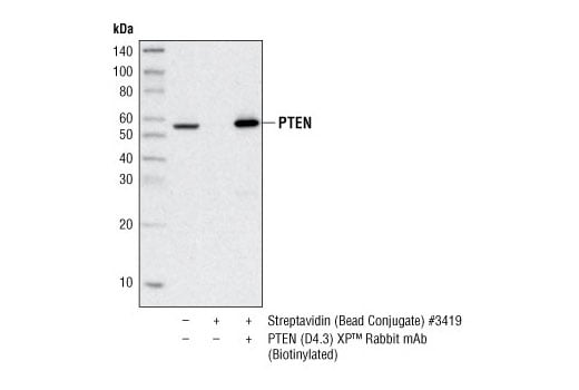 Immunoprecipitation Image 1: PTEN (D4.3) Rabbit Monoclonal Antibody (Biotinylated)