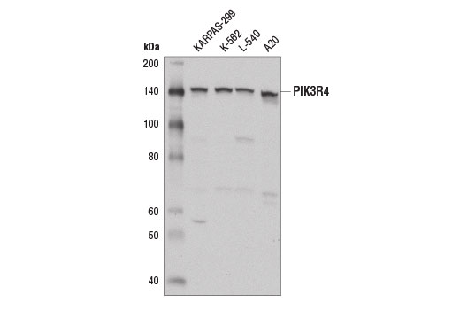 Western Blotting Image 1: PIK3R4 Antibody